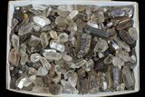 Lot: Lbs Smoky Quartz Crystals (-) - Brazil #77842-1